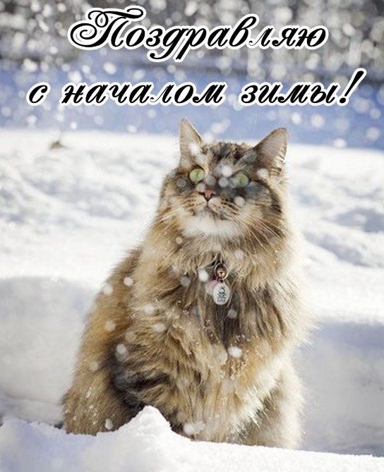 Картинка с котом и надписью "Поздравляю с началом зимы!"